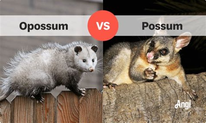 Do possums and rats fight?