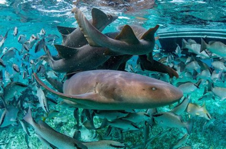 Do sharks dislike human blood?