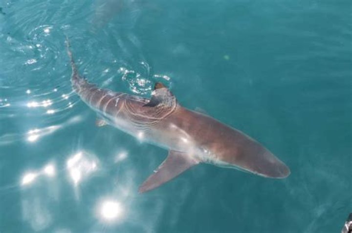 Do sharks feel pain when hooked?