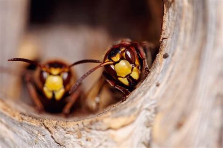 Do wasps eat corpses?