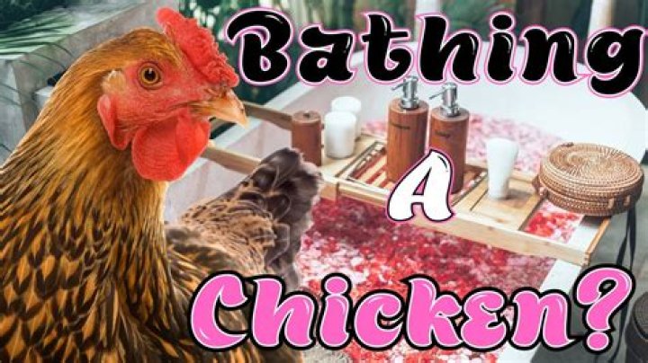 Do you bathe chickens?