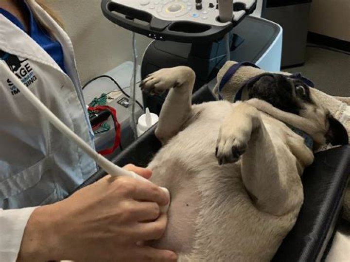 Do you need to shave for an ultrasound?