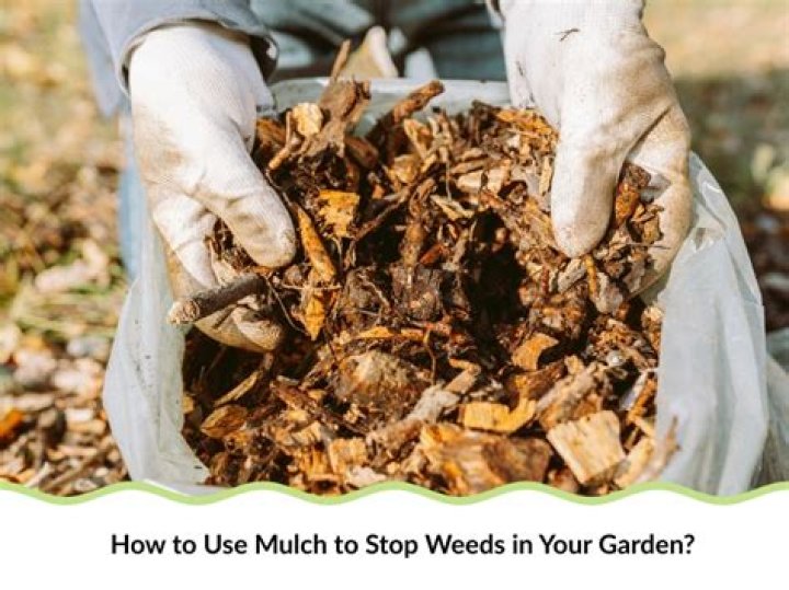 Does bark mulch stop weeds?