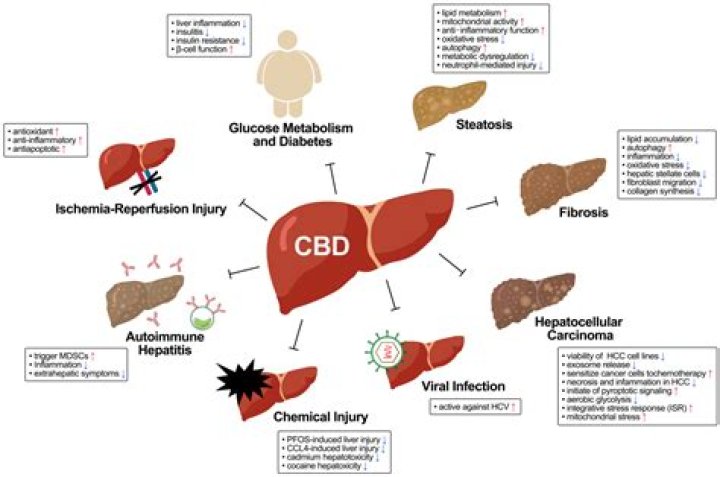 Does CBD oil cause liver damage?