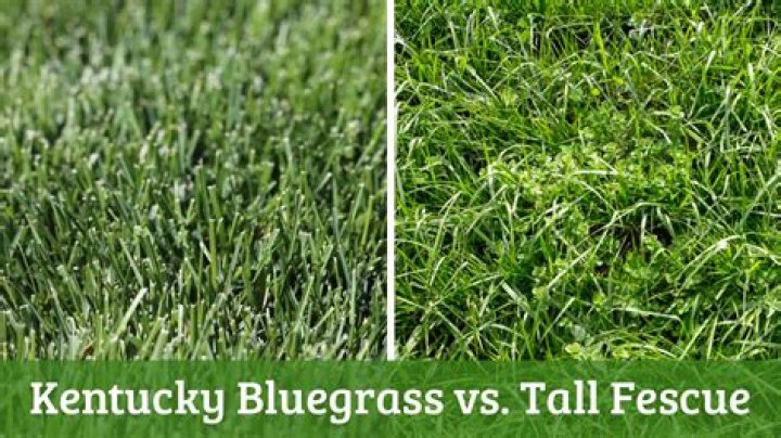 Does Kentucky actually have bluegrass?