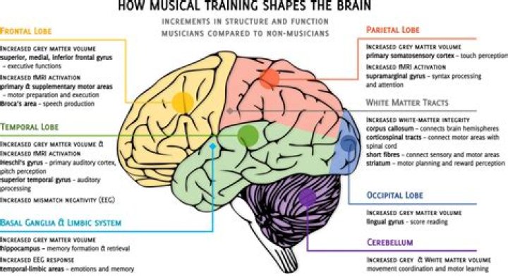 Does learning an instrument change your brain?