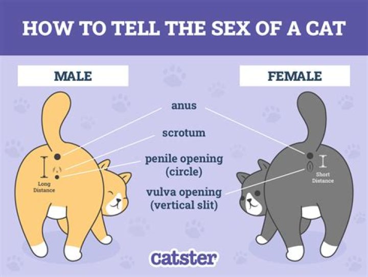Does my cat know my gender?