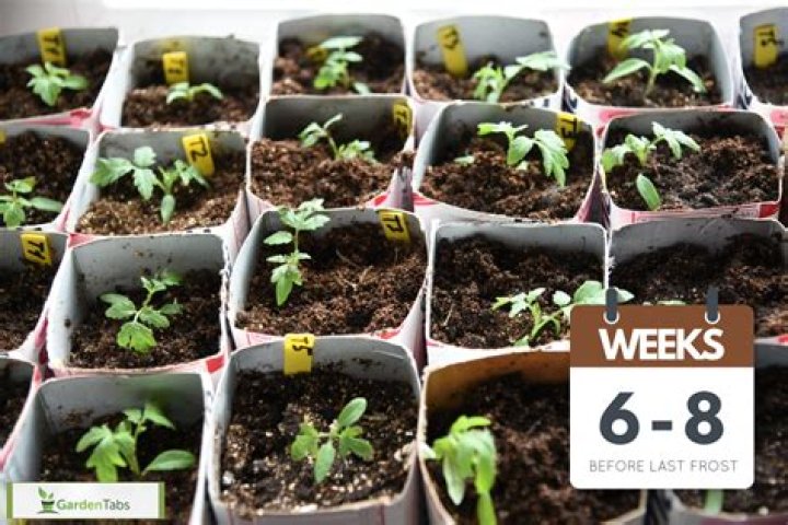 How big should your tomato seedlings be before transplanting?