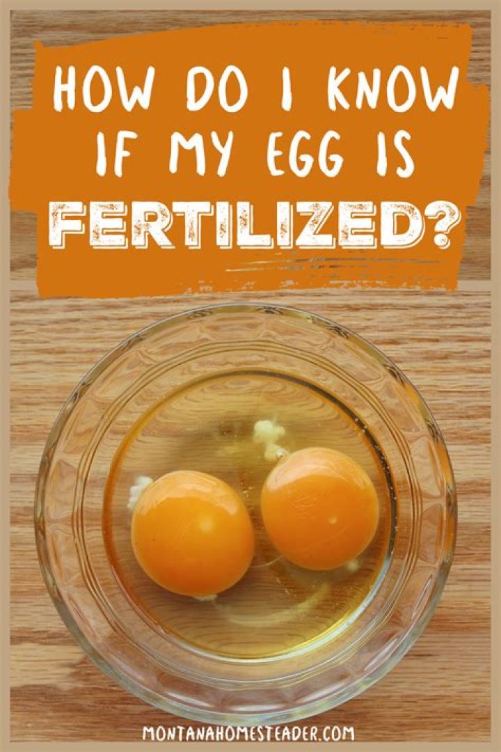 How can you tell if a cow is happy?