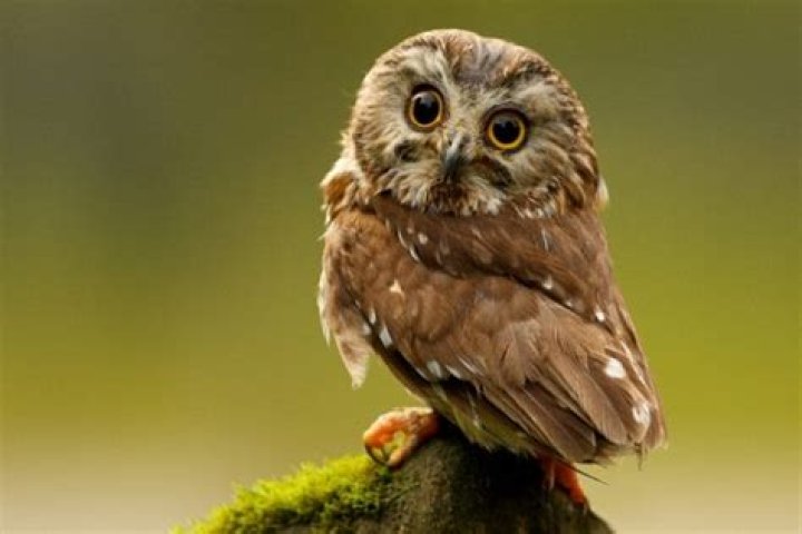 How do elf owls eat?