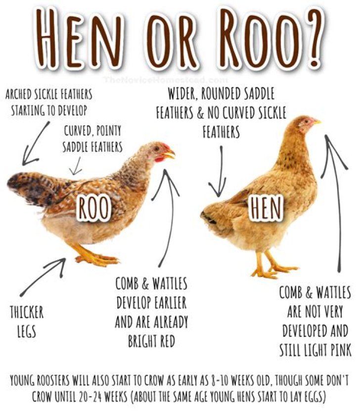 How do hens like to sleep?