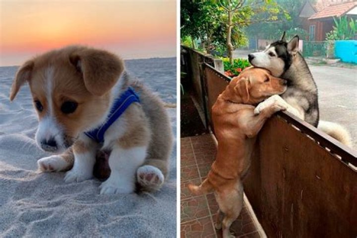 How do I know if my puppy is bored?