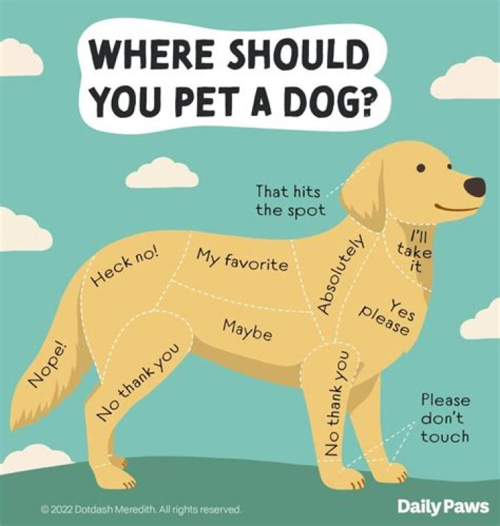 How do I make my house not smell like dog?