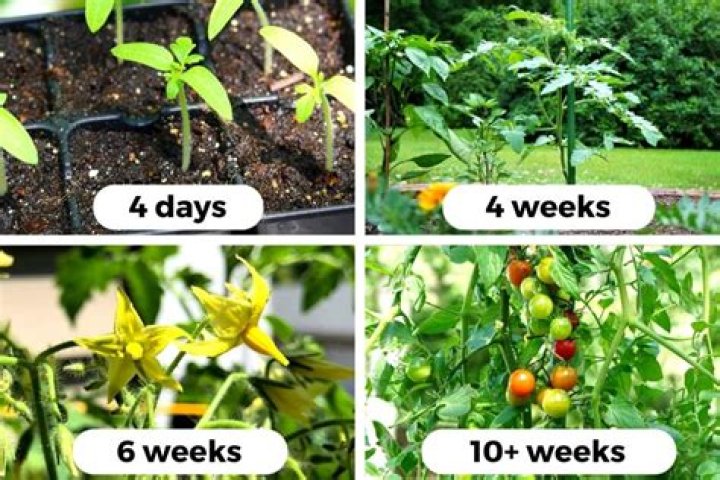 How do I make my tomato plants bushy?