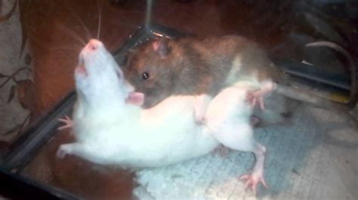 How do rats mate?