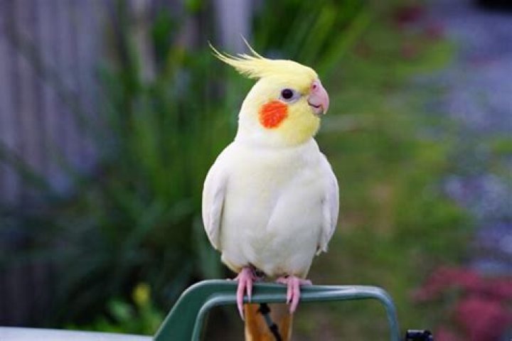 How do you calm a cockatiel?