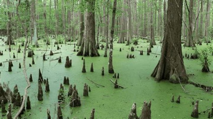 How do you dry up a swampy area?