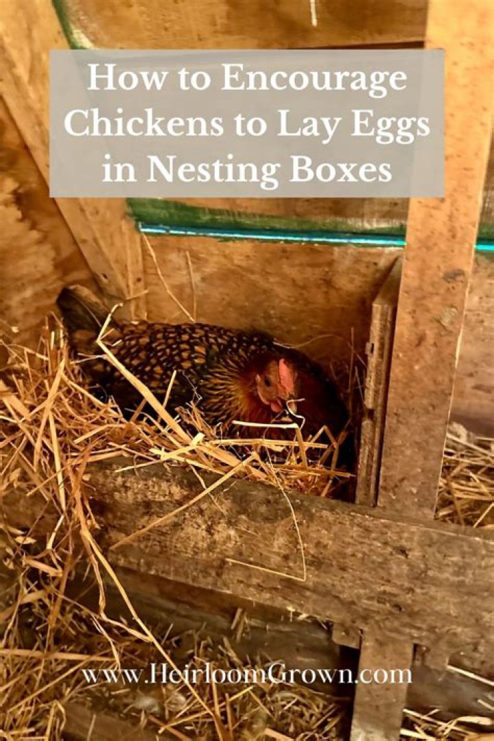How do you encourage chickens to lay eggs in nesting boxes?