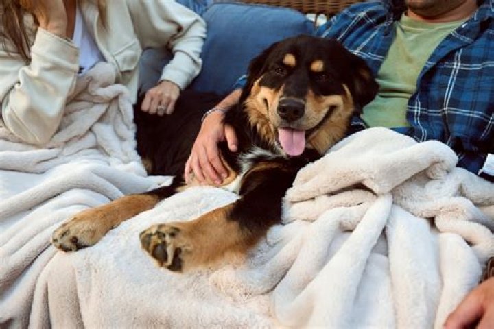 How do you get a dog to marry you?