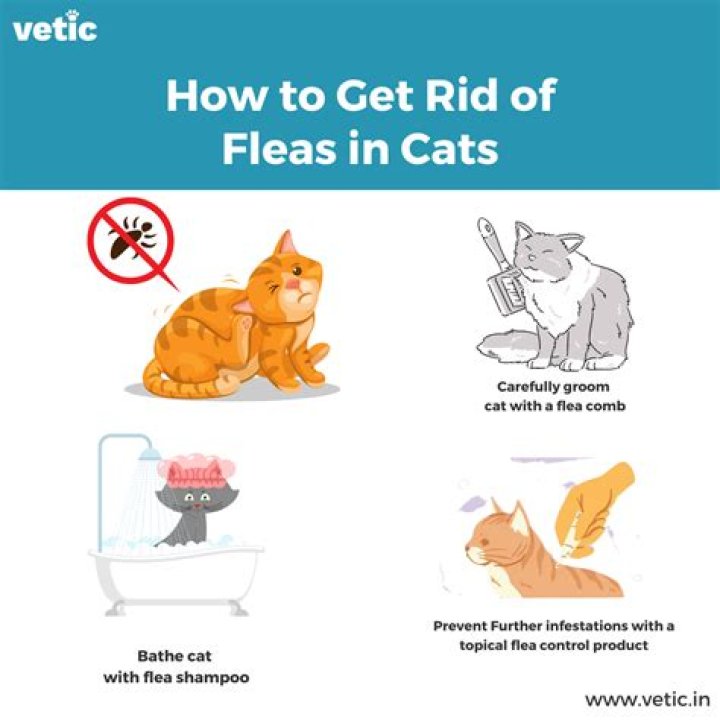 How do you get rid of cat pica?