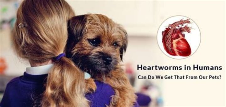 How do you get rid of heartworms in dogs?