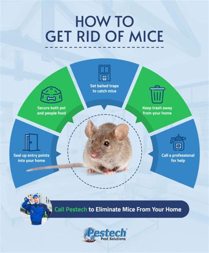 How do you get rid of mice with ammonia?