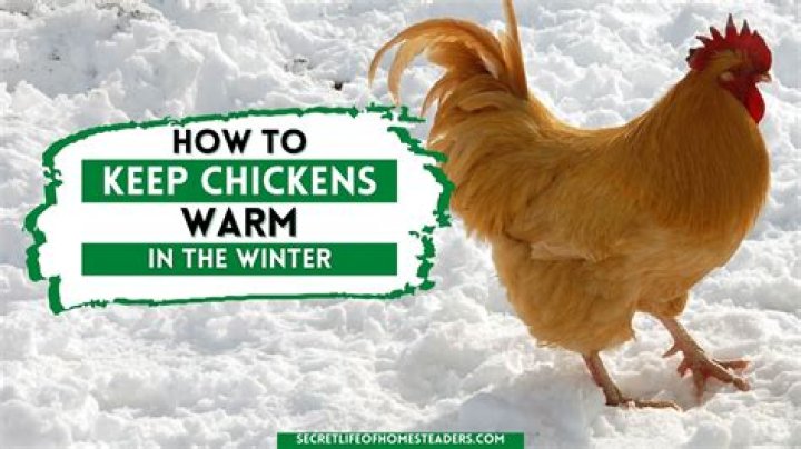 How do you keep chickens worm free?