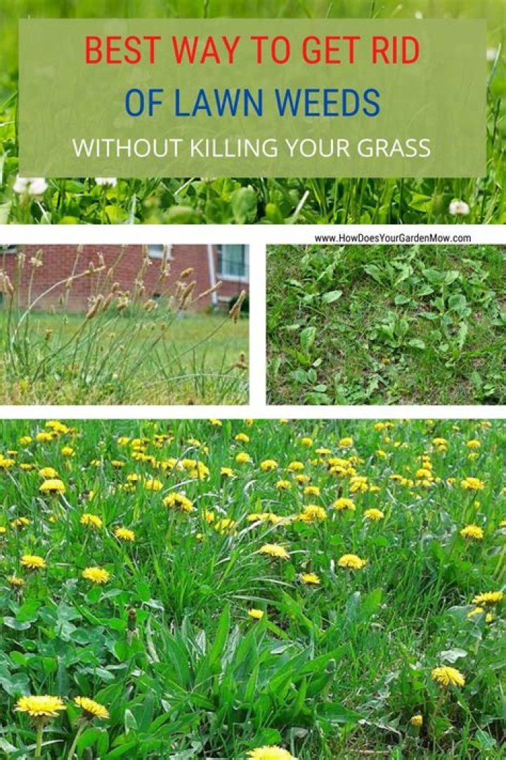 How do you redo a full weeds lawn?