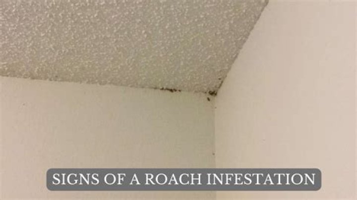 How do you stop a roach infestation before it starts?