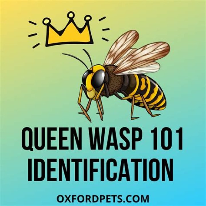 How do you tell a queen wasp?