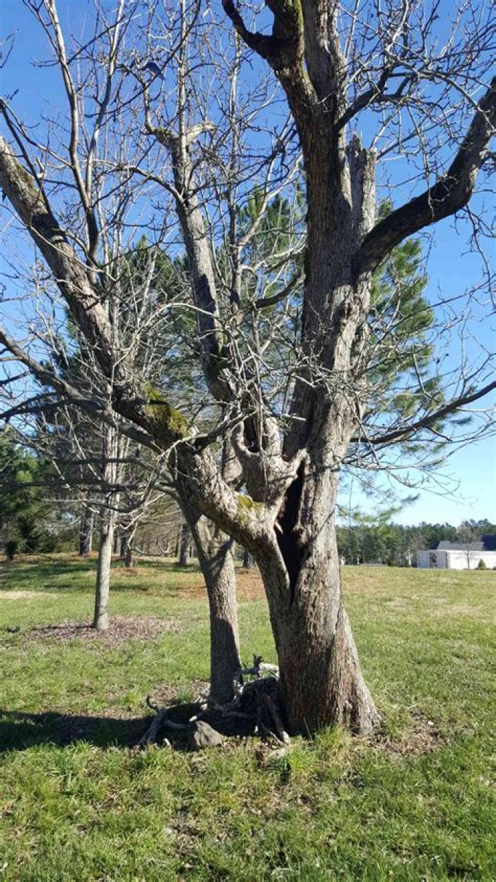 How do you tell if a tree will hit your house?