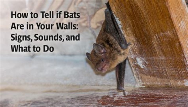 How do you tell if bats are in your walls?