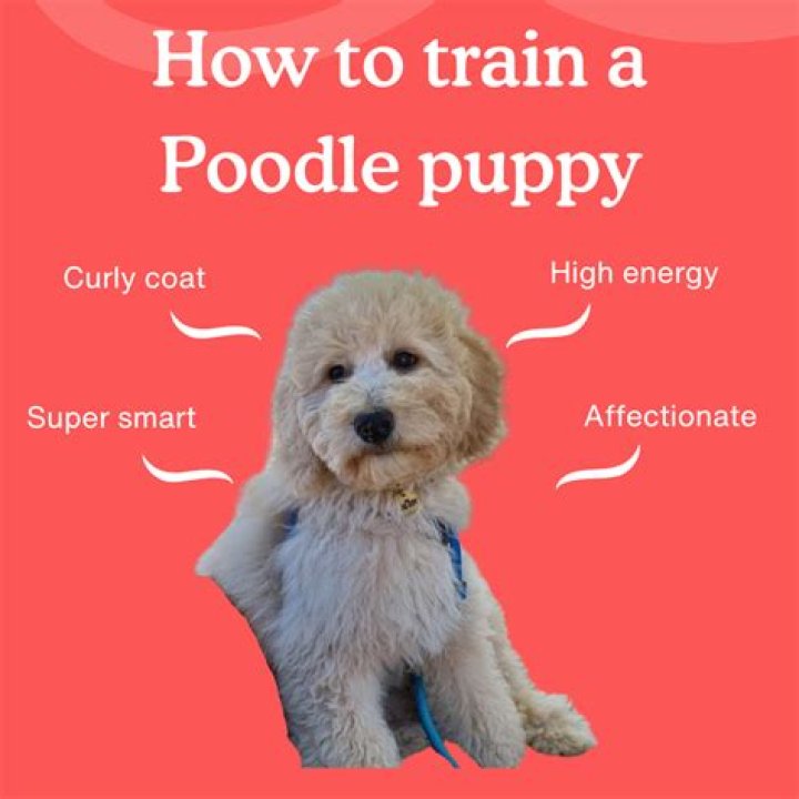 How do you train a Poodle to calm down?