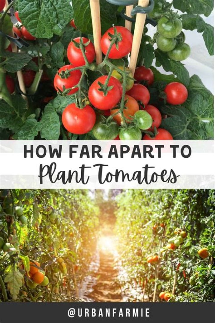 How far apart do you plant tomatoes and peppers?