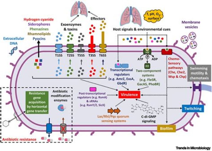 How is biofilm a virulence factor?