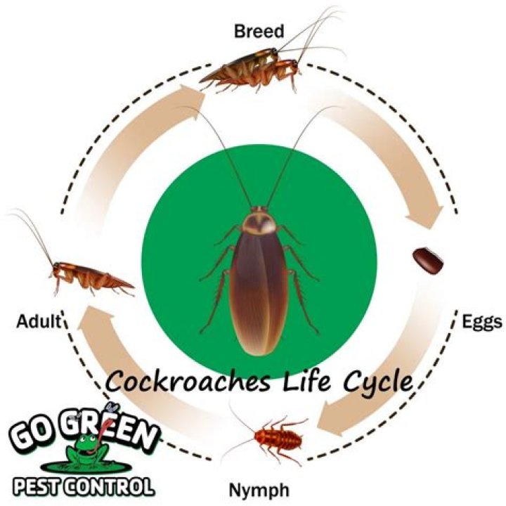 How long can roaches live in a plastic bag?