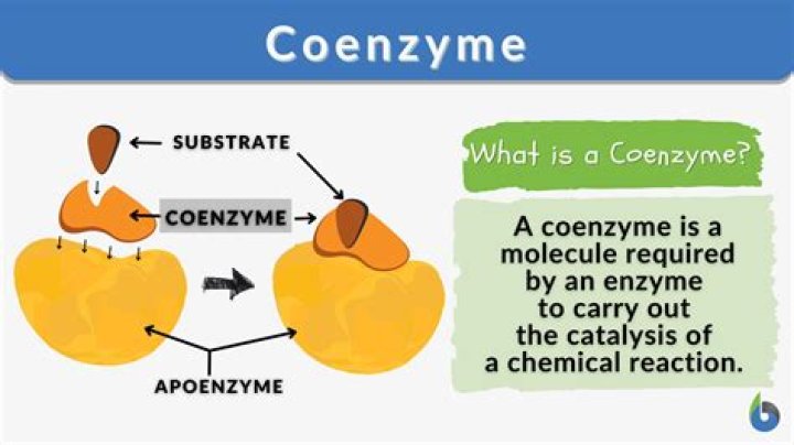 How long does it take for coenzyme Q10 to work?