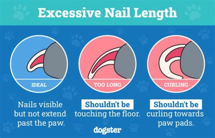 How long should you spend with your dog a day?