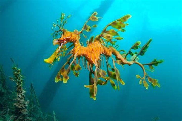 How many babies do leafy sea dragon have?
