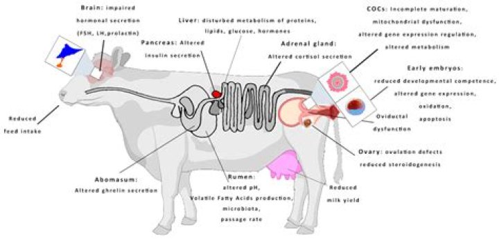 How many cows make a bull happy?