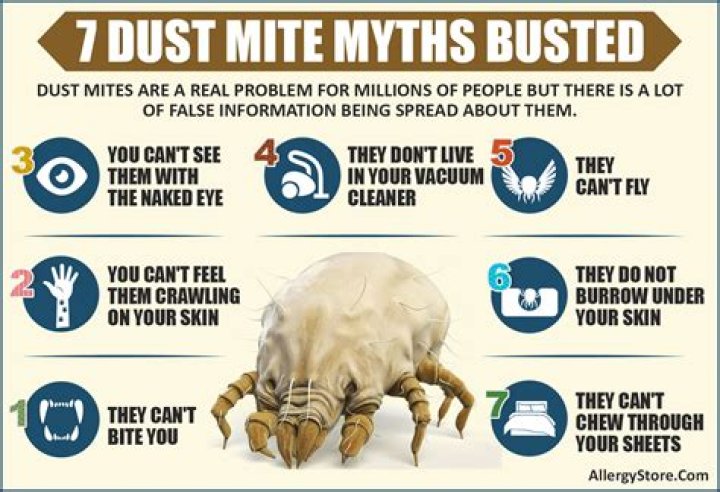 How many dust mites are in the average home?