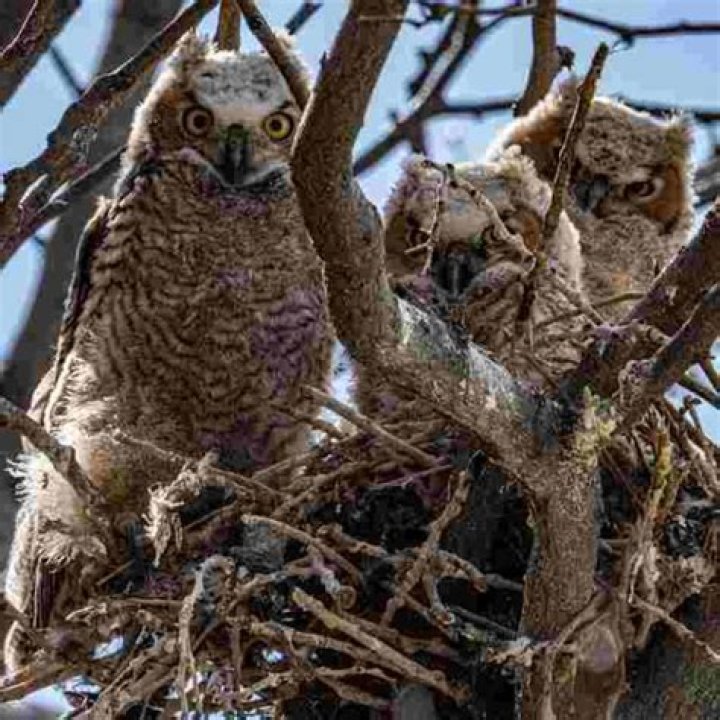 How many eggs do elf owls lay?