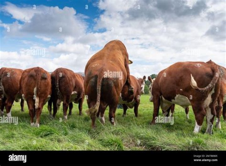 How many times will a bull breed a cow in heat?