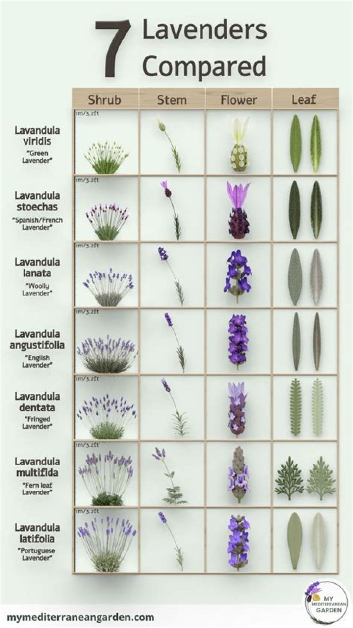 How much lavender do you put in a lavender bag?