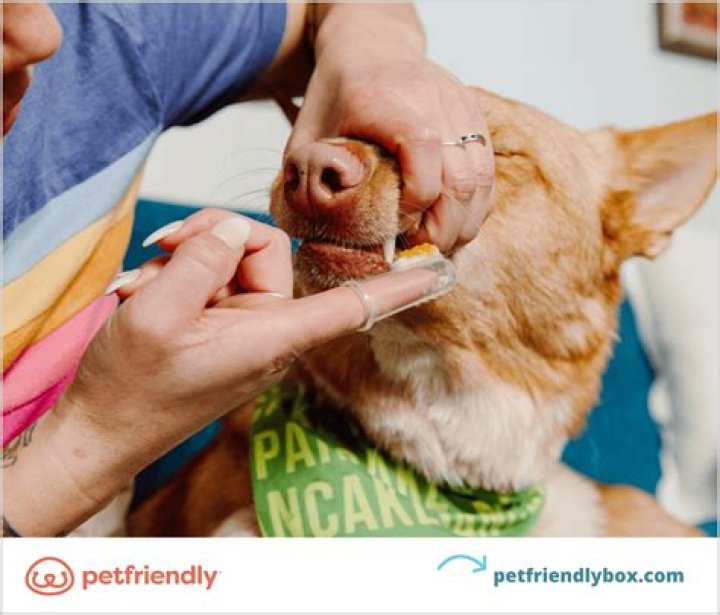 How often should you brush your puppy's teeth?