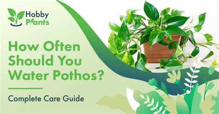 How often should you change a birds water?