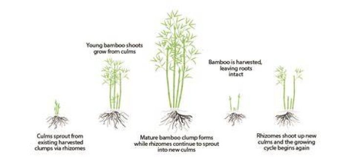 How quickly does bamboo spread?