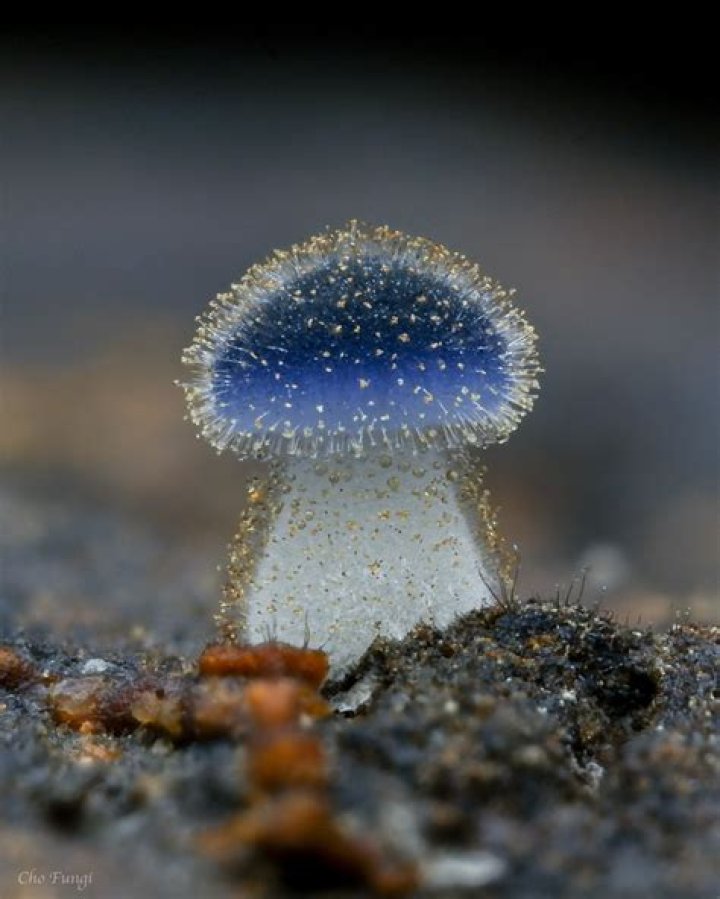 Is a mushroom alive or dead?