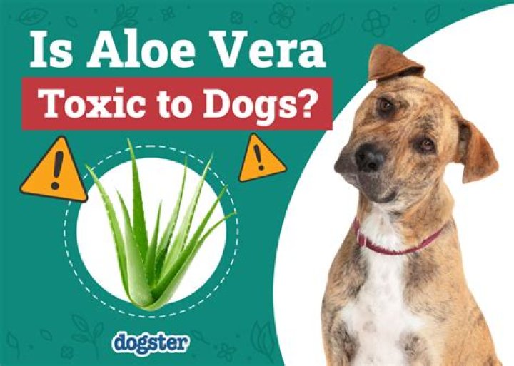 Is aloe vera poisonous to dogs?