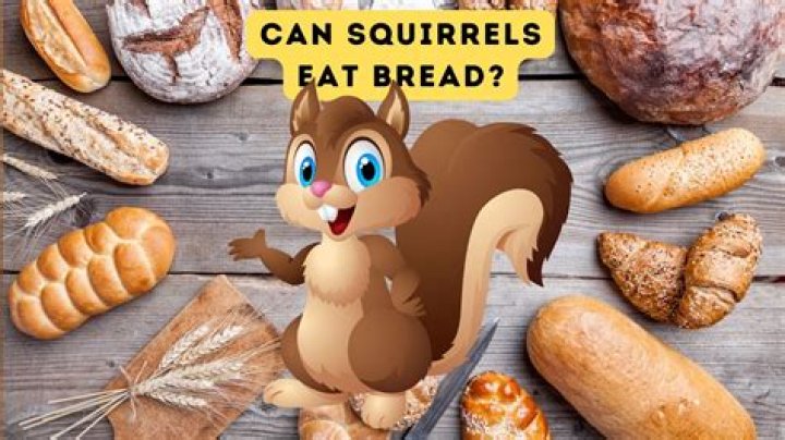 Is bread OK for squirrels?